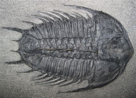 Cambrian Period And Cambrian Explosion Facts And Information