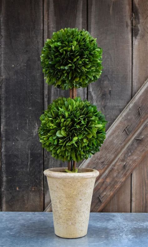 Preserved Boxwood Double Ball Topiary In Preserved Boxwood