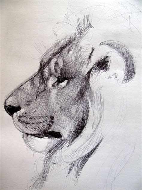Wild Animals Pencil Drawing Images Drawing Animals Pencil Pencil