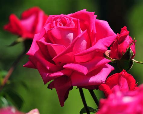 Download Koleksi 89 Gambar Indah Bunga Mawar Hd Terbaik Gambar