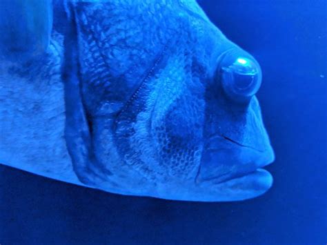 Numazu Deep Sea Aquarium 2021 All You Need To Know Before You Go