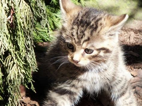 Scottish Wildcat Kitten Twins Debut Zooborns