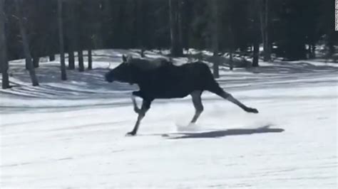 Loose Moose Creates Havoc On The Slopes Cnn Video