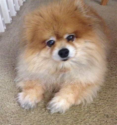 Find pomeranian puppies and dogs for adoption/rehome in the uk near me. A Pomeranian Rescue Story: Joshua