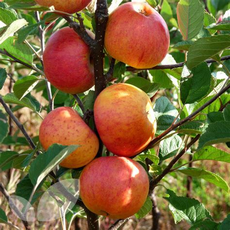 Check spelling or type a new query. Sunset Apple Fruit Trees | Fruit Trees from Blackmoor