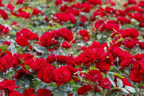 Beautiful Red Roses In The Garden Stock Photo Image Of Blossom Pink