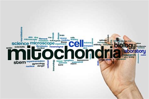 7 Science Based Ways To Boost Your Mitochondria