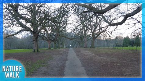 Discovering solace amidst the beauty of bare trees (Nature Visualizer