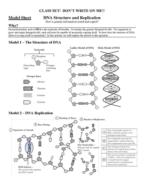It contains the genetic blueprint for life. 14 Best Images of High School DNA Structure Worksheet DNA ...