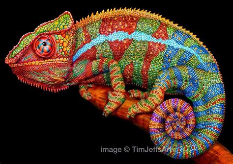 Simply Creative Colorful Drawings Of Reptiles By Tim