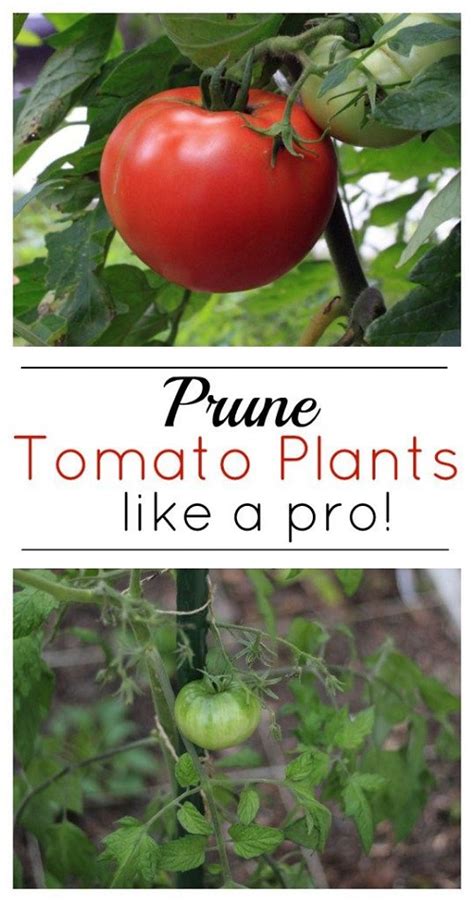 How To Prune Tomato Plants For Better Harvest Organicgardening