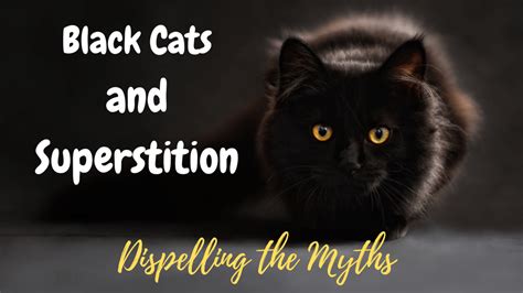 Black Cats And Superstition Defy Superstition Today The Bobtail