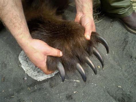 Chronisch Urlaub Schlamm Grizzly Bear Paw Vs Human Hand Matratze Spule Leistung