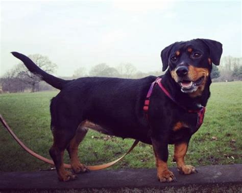 31 Radiant Rottweiler Mixes The Ultimate Rottie Mix Guide
