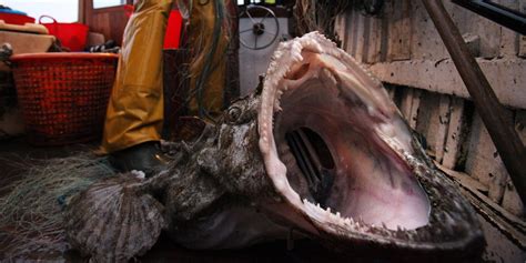 Terrifying Deep Sea Creatures Insider