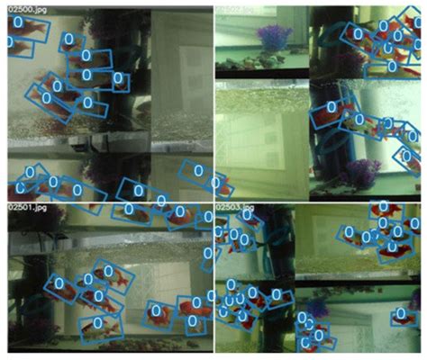 Fishes Object Detection Dataset And Pre Trained Model By Fish Detector