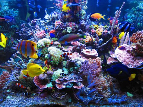 An Aquarium Filled With Lots Of Different Types Of Fish And Corals On