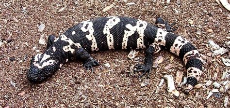 photo gallery gilas and beadeds adult male banded gila monster heloderma s