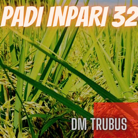 Benih Padi Varietas Inpari Lazada Indonesia