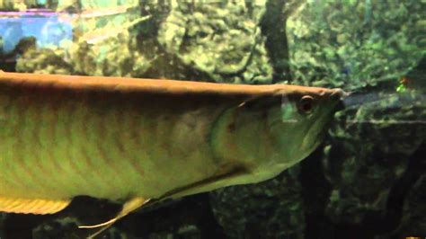 Arowana And Tigrinus Catfish YouTube