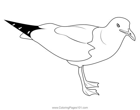 Coloring Page Birds Herring Gulls Free Printable Coloring Pages My