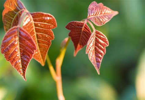 What Does Poison Ivy Look Like How To Id And Avoid It Reader S Digest Kulturaupice