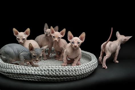 6 Hairless Cat Breeds You Should Definitely Learn About Wise Kitten