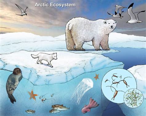 Marine Ecosystems Marine Ecosystem Ecosystems Arctic Habitat