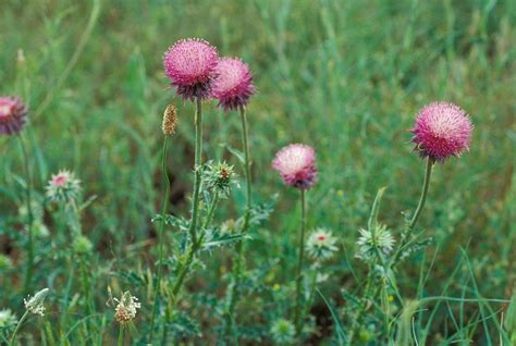 Musk Thistle Control Missouri Department Of Conservation