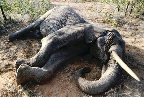 Elephants Graveyard Over 300 Animals Poisoned By Poachers Daily