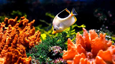 Aquarium Care Tips for Saltwater Fish | Petsourcing
