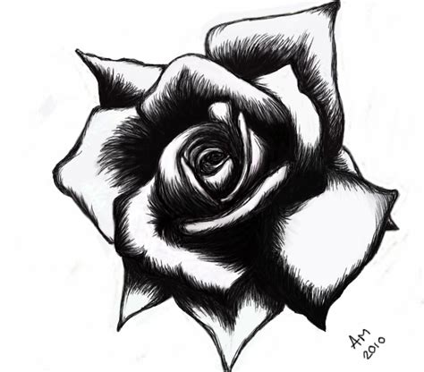 Black Rose Realistic Art Pencil Drawing Images Clipart Best