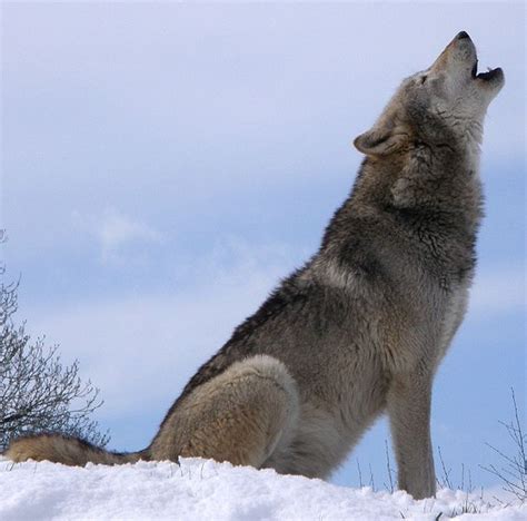Wolf Howling Howling For Justice