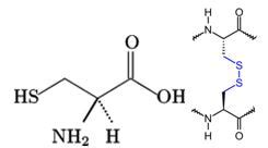 Amino Acid Study Guide Structure And Function Albert Io