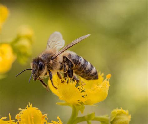 Inilah Perbedaan Lebah Dan Tawon Yang Sering Dianggap Sama