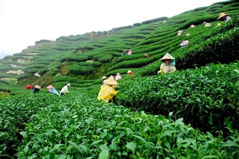 Tea Garden In Assam Incredible India Best Tourist Destinations