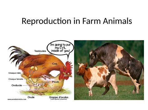 Reproduction In Farm Animals Classnotesng