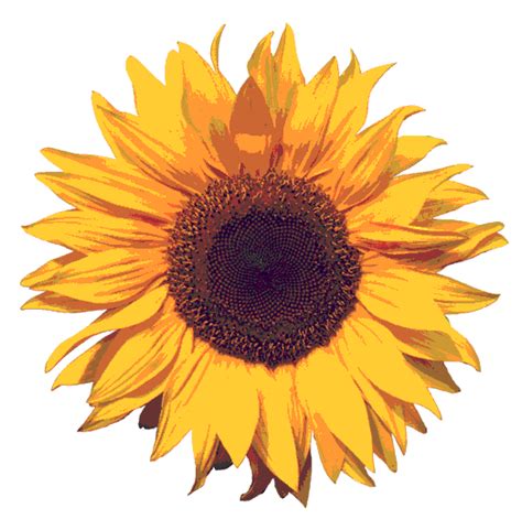 Sunflowers Clip Art Clipart Best Clipart Best Images