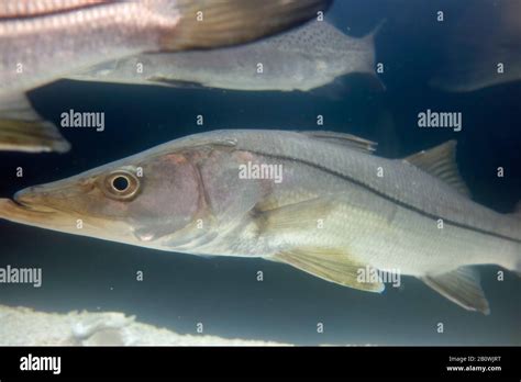 Common Snook Fish Stock Photo Alamy