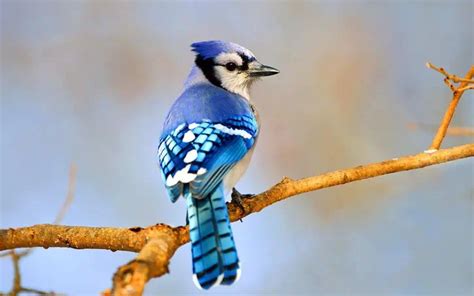 Types Of Blue Birds 5 Types Of Blue Bird You Need To See
