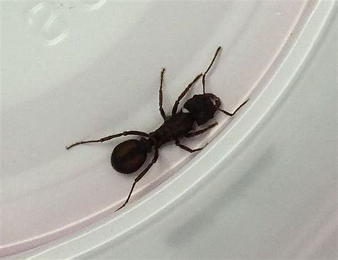 Tucson Az 13 Brown Ant With A Dark Stripe On Its Abdomen R