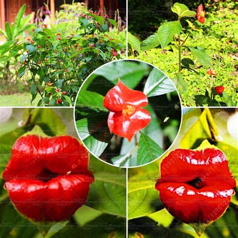 Buy 100 Pcsbag Red Lips Flower Rare Flower Park Yard Psychotria Elata
