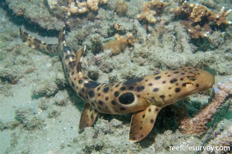 Hemiscyllium Ocellatum Epaulette Shark