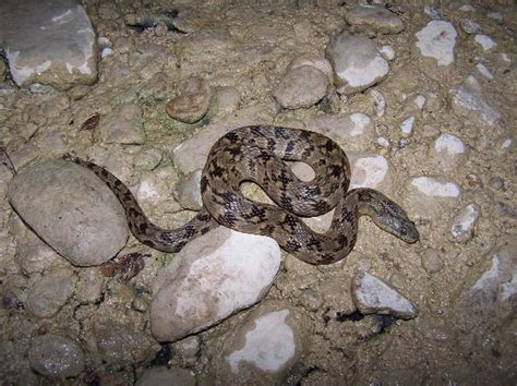 Diamondbackwatersnakephotos