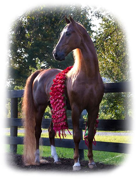 Shelbyville Ky Marc Of Charm Show Horses American Saddlebred