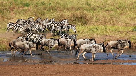 Tarangire And Manyara National Parks Tanzania Safari Steppes