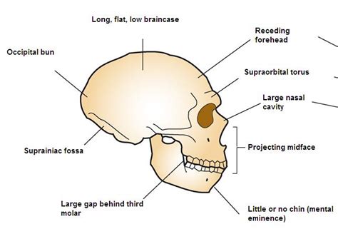 Occipital Bun Wikipedia