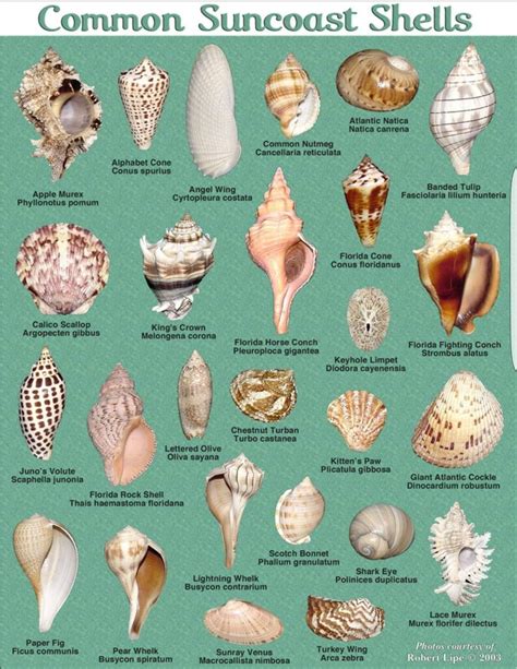 Виды морских ракушек и их названия 36 фото