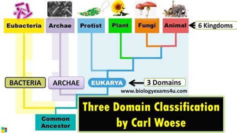 Three Domain And Six Kingdom Classification By Carl Woese Learning