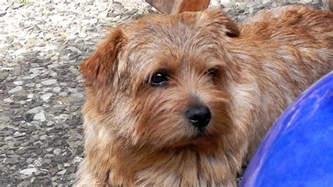 10 Things You Didn't Know about the Norfolk Terrier